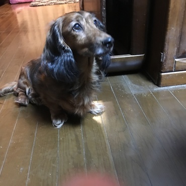 実家に里子に来たカールです(^^)