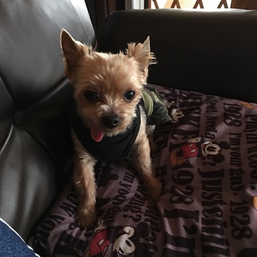 チェリナの写真