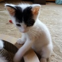 元気なチビッコよつばちゃん、おりこうだよ