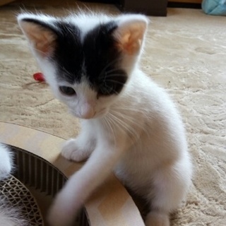 元気なチビッコよつばちゃん、おりこうだよ