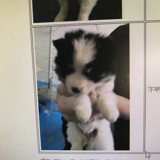 北見に2ヶ月の子犬が2匹います！ 