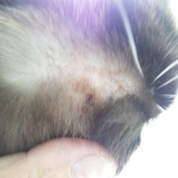 「傷を掻き壊して悪化させたうにちゃん」サムネイル1