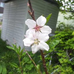 「傷を掻き壊して悪化させたうにちゃん」サムネイル3