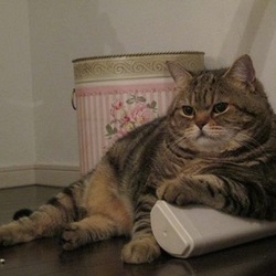 テレビの時間。