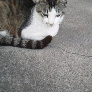 飼い主死去で残された１才くらいの兄妹３匹の１匹です