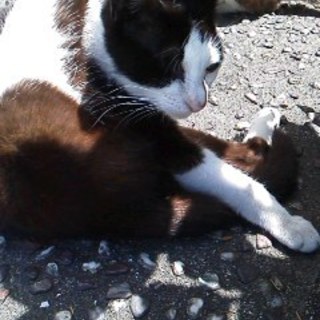 飼い主死去のため、残された兄妹３匹の１匹です