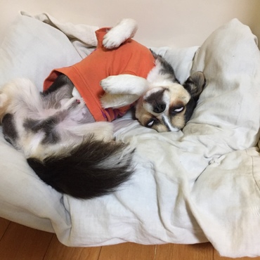 甘えたい、でもねむい