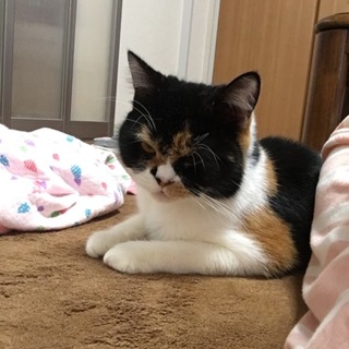 スコティッシュ キャリコ 立ち耳 メス