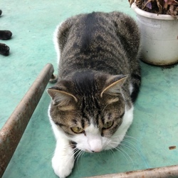 「ハピバ」サムネイル2