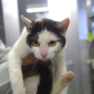 【助けてください！】甘えん坊の白黒ニャンコ