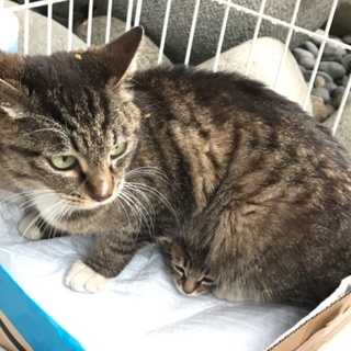 交渉中のため募集を一旦停止します。