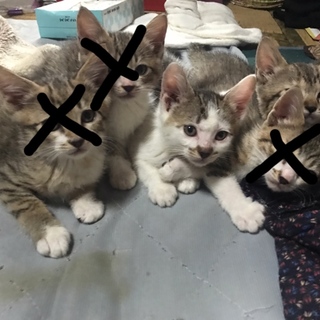 子猫の里親募集です＼(^^)／
