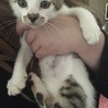 子猫の里親募集です＼(^^)／ サムネイル3