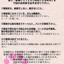 いぬ・ねこ譲渡会 サムネイル2