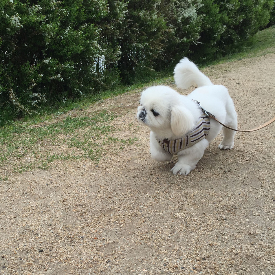 風花のカバー写真