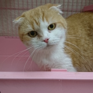 スコF☆まさこちゃん☆女の子・折耳・5歳・短毛