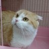 スコF☆まさこちゃん☆女の子・折耳・5歳・短毛 サムネイル2
