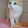 スコF☆まさこちゃん☆女の子・折耳・5歳・短毛 サムネイル3