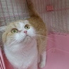 スコF☆まさこちゃん☆女の子・折耳・5歳・短毛 サムネイル5