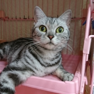 アメショー☆ポッキーちゃん☆女の子・6歳