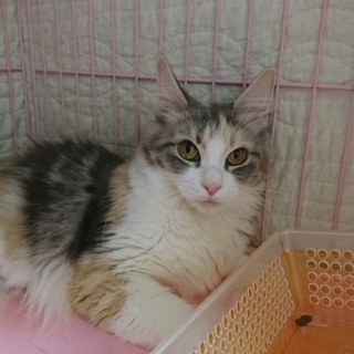 ノルウェージャンF☆みすずちゃん☆女の子3歳