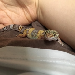 ヒョウモントカゲモドキ アルビノ