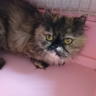 ペルシャ☆もずくちゃん☆女の子6歳