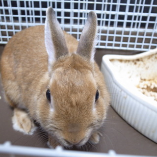 ミニウサギ　ネザーランドドワーフ　♀　３歳　