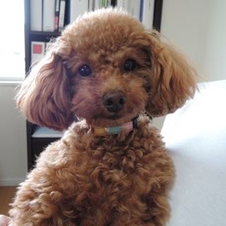 プードル（オス）1歳