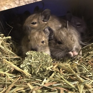 デグーのベビーたち