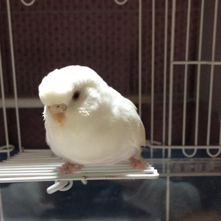小鳥の里親探しています