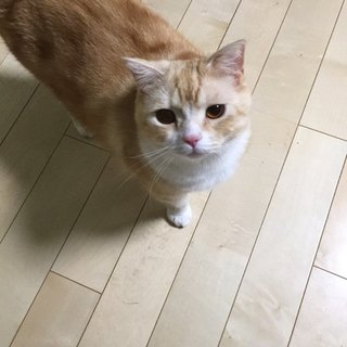 スコティッシュ 【里親募集】人なっこいです！