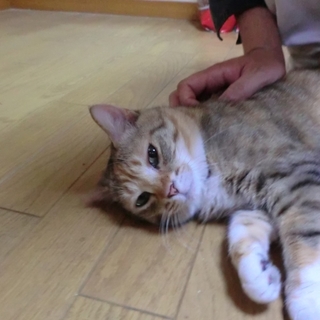 お留守番上手の賢い７歳