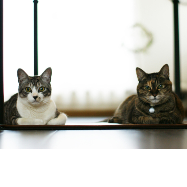 Aquicoのカバー写真