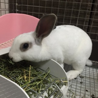 ミニレッキス ♂ 1歳 里親募集