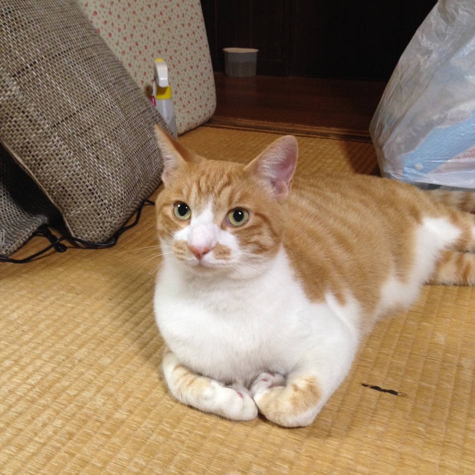 マークのカバー写真