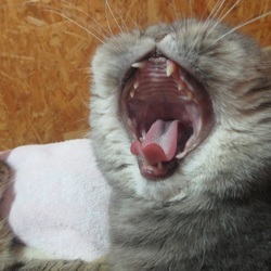 寝不足気味でね