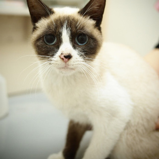 地域猫指定地区へ遺棄  くるみ