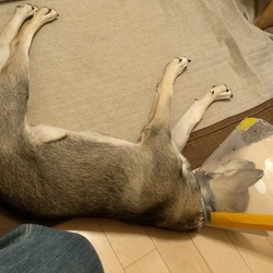 「大きくなりました！」サムネイル3