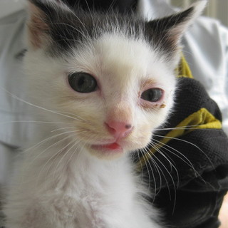 可愛い白黒の猫ちゃん！期限5月29日迄！