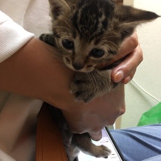 キジトラ男の子