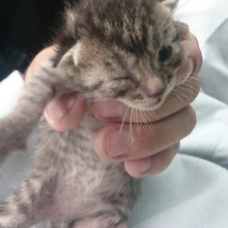 子猫を拾いました。代理投稿 