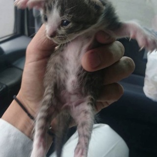 ダンボールに捨てられた子猫