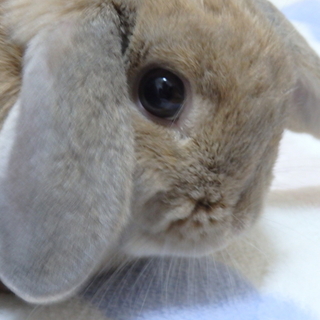 ホーランドロップイヤー  血統書付きです！