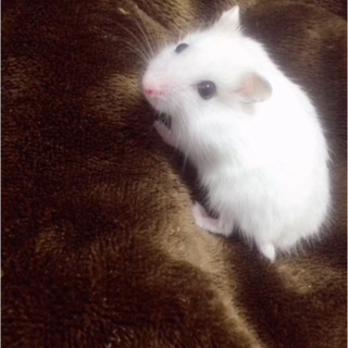 可愛い子です！