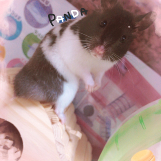 パンダ柄ハムスター