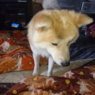 ネグレクトからの保護サクラちゃん