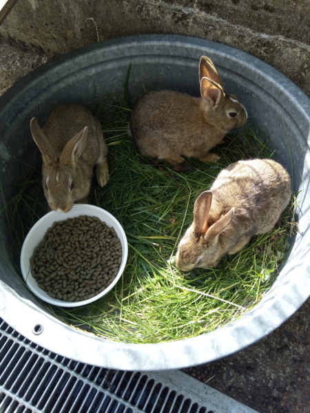 可愛い子ウサギ 生後３ヶ月 福岡県 小動物の里親募集 ペットのおうち 月間利用者150万人