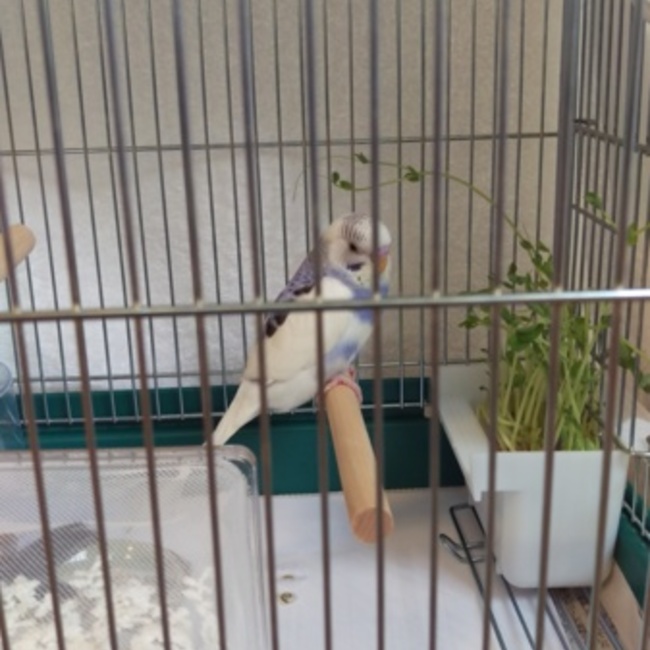 風々のカバー写真