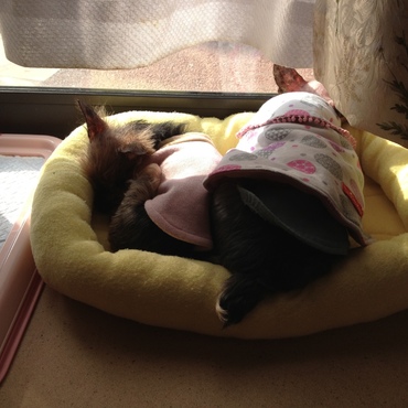 クラン＆クイール、一緒に日向ぼっこ中